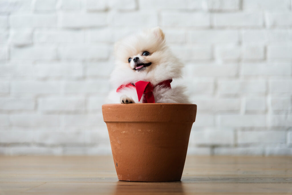 Pomeranian (3)